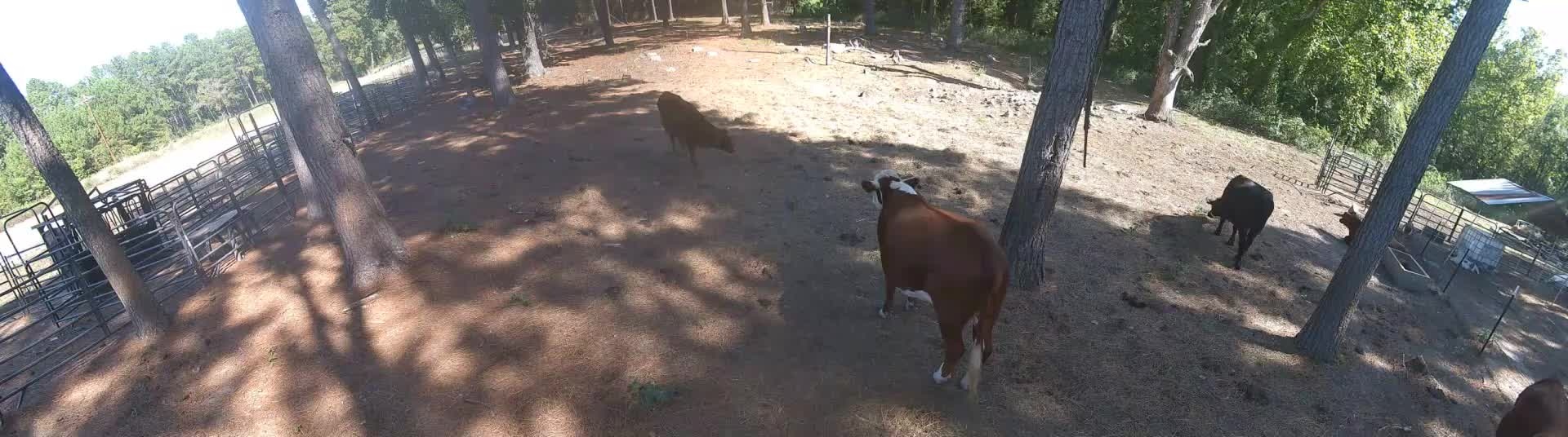 Cinnamon's bunch under the trees