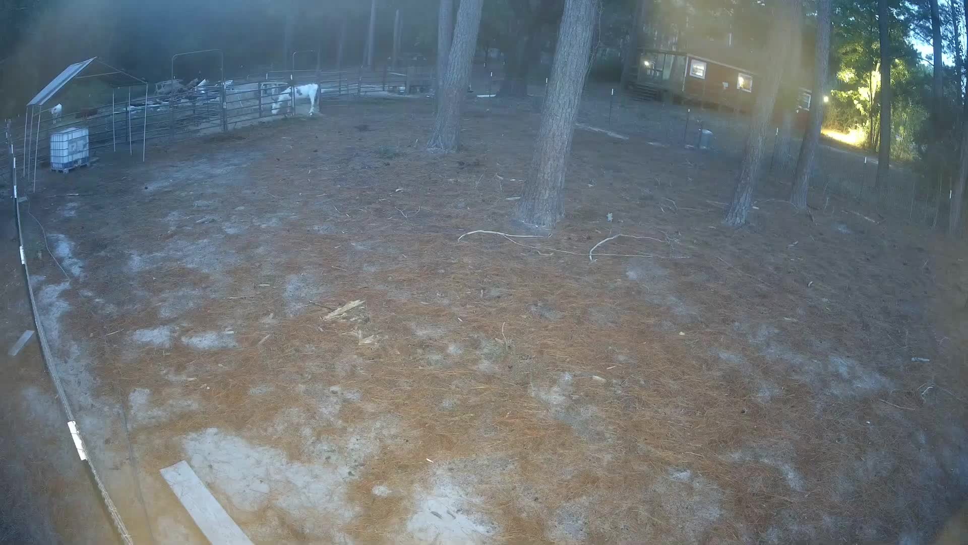 Open pasture, stock in pens