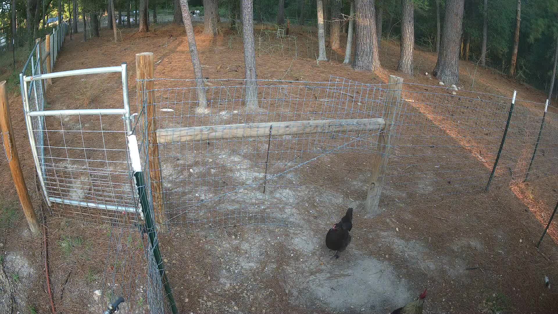 Two chickens in fenced run