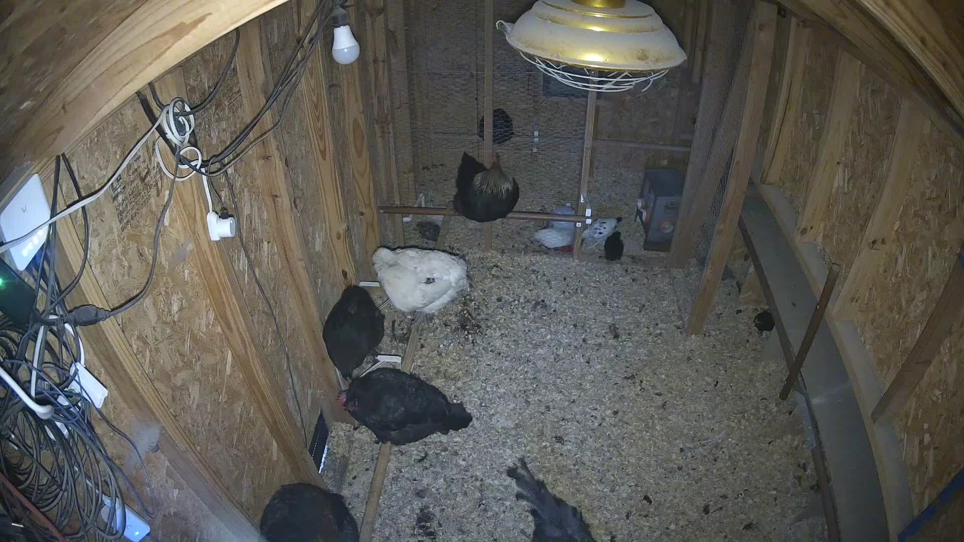 Chickens on the coop floor