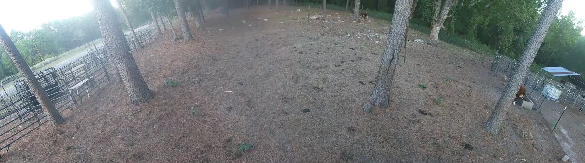 Brown cows in the pine pasture