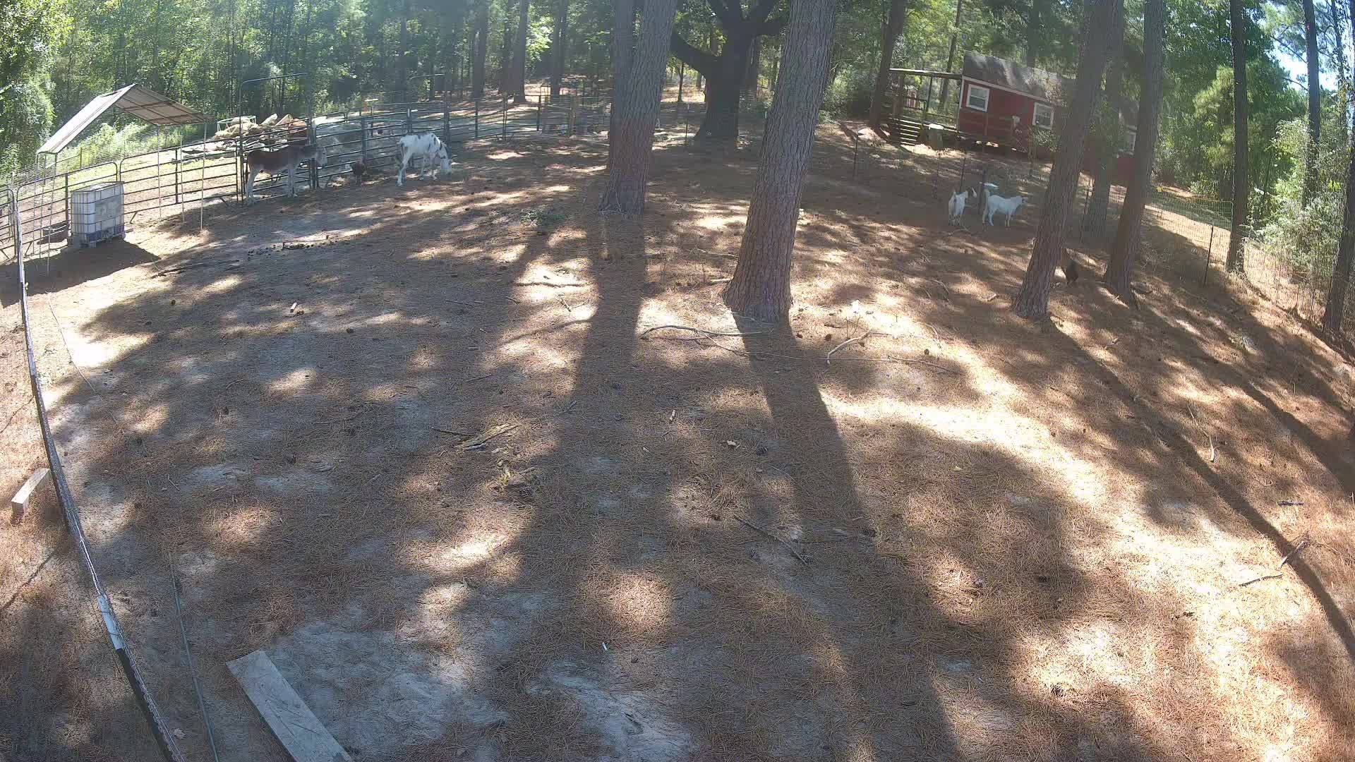 Donkey and goats among the trees