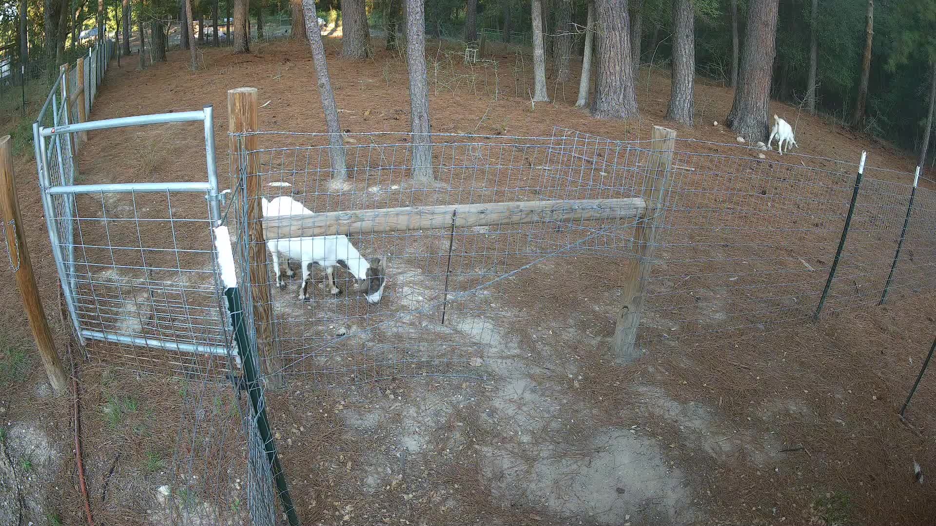 Two goats near the wire fence