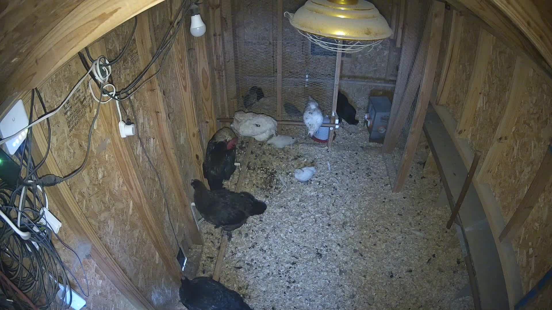 Chickens standing in the morning coop