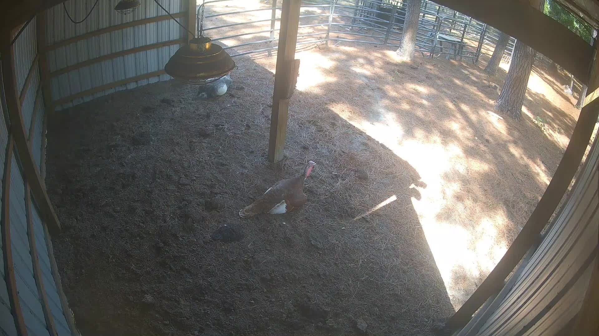 Turkey standing on barn floor