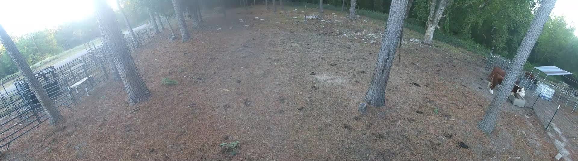 Cows standing among pine trees
