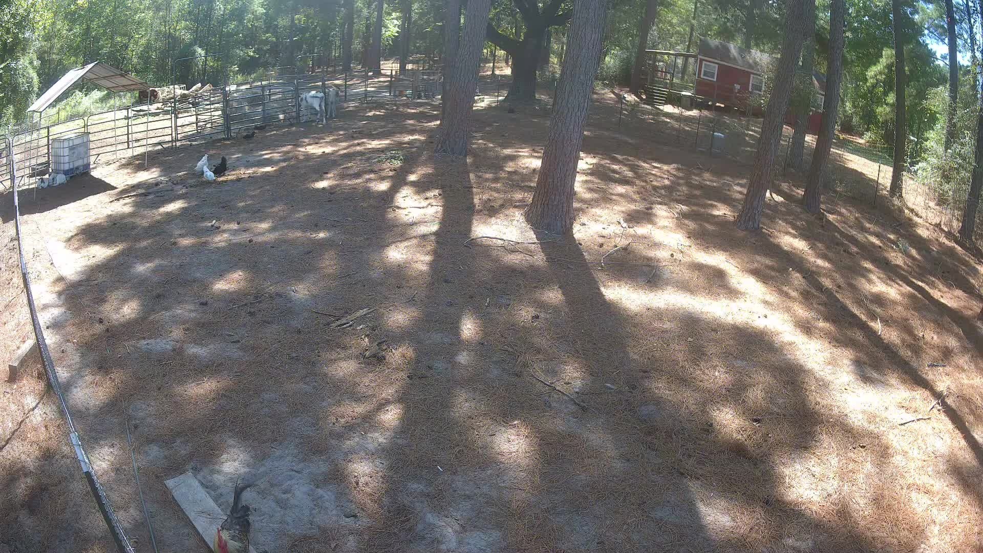 Rooster standing in the pasture