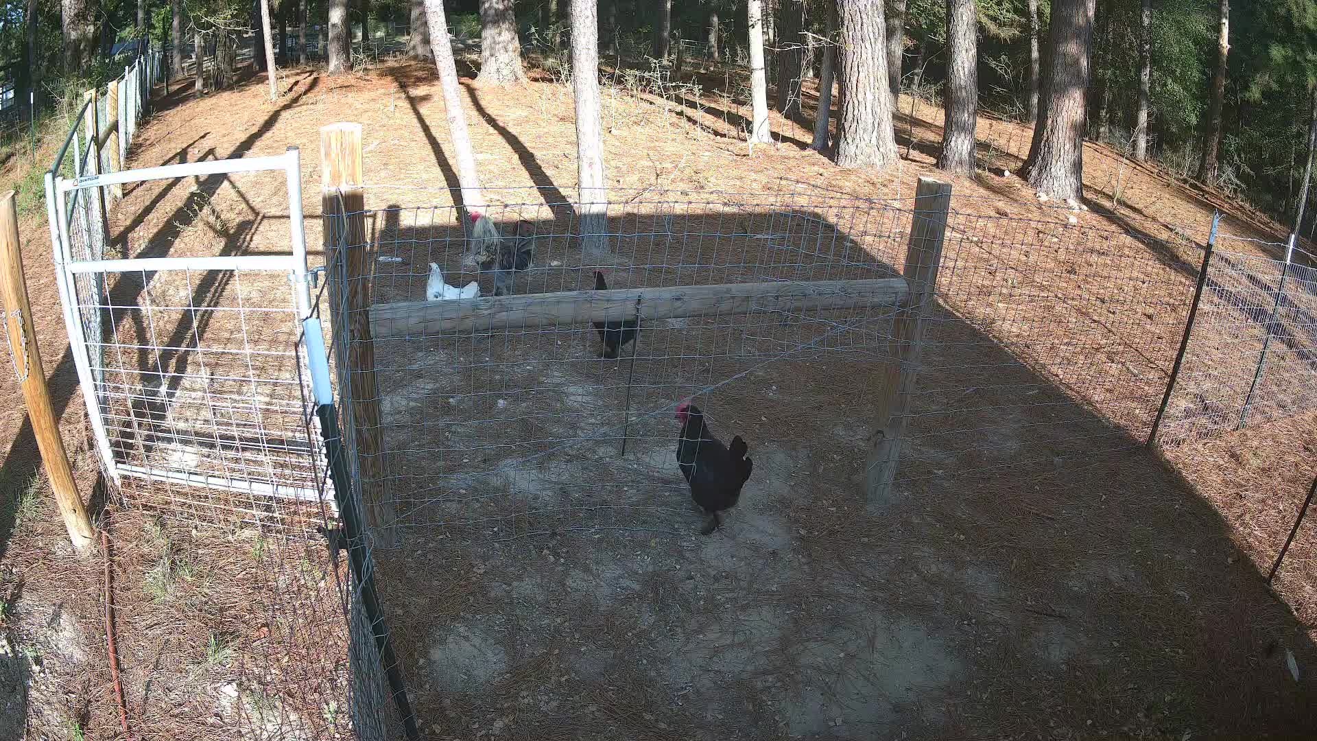 Black hen standing in the run