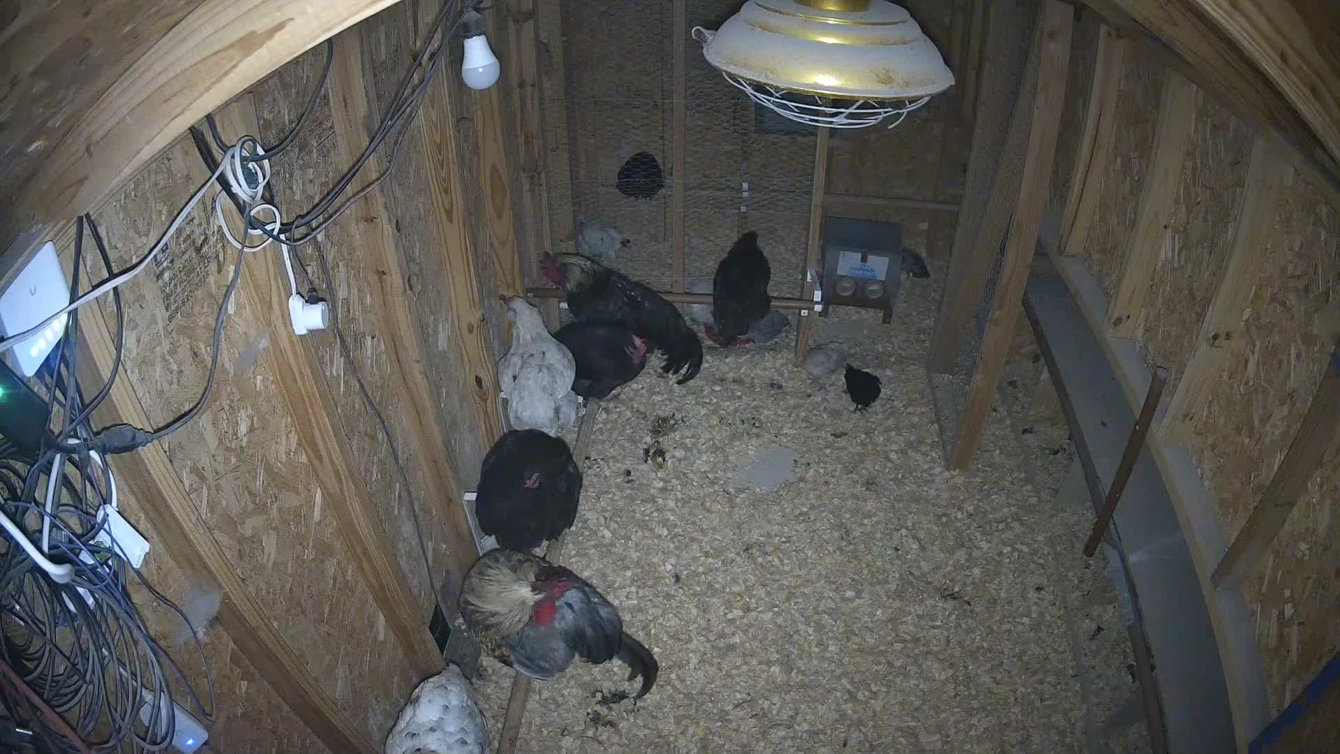 Nine chickens under coop lamp