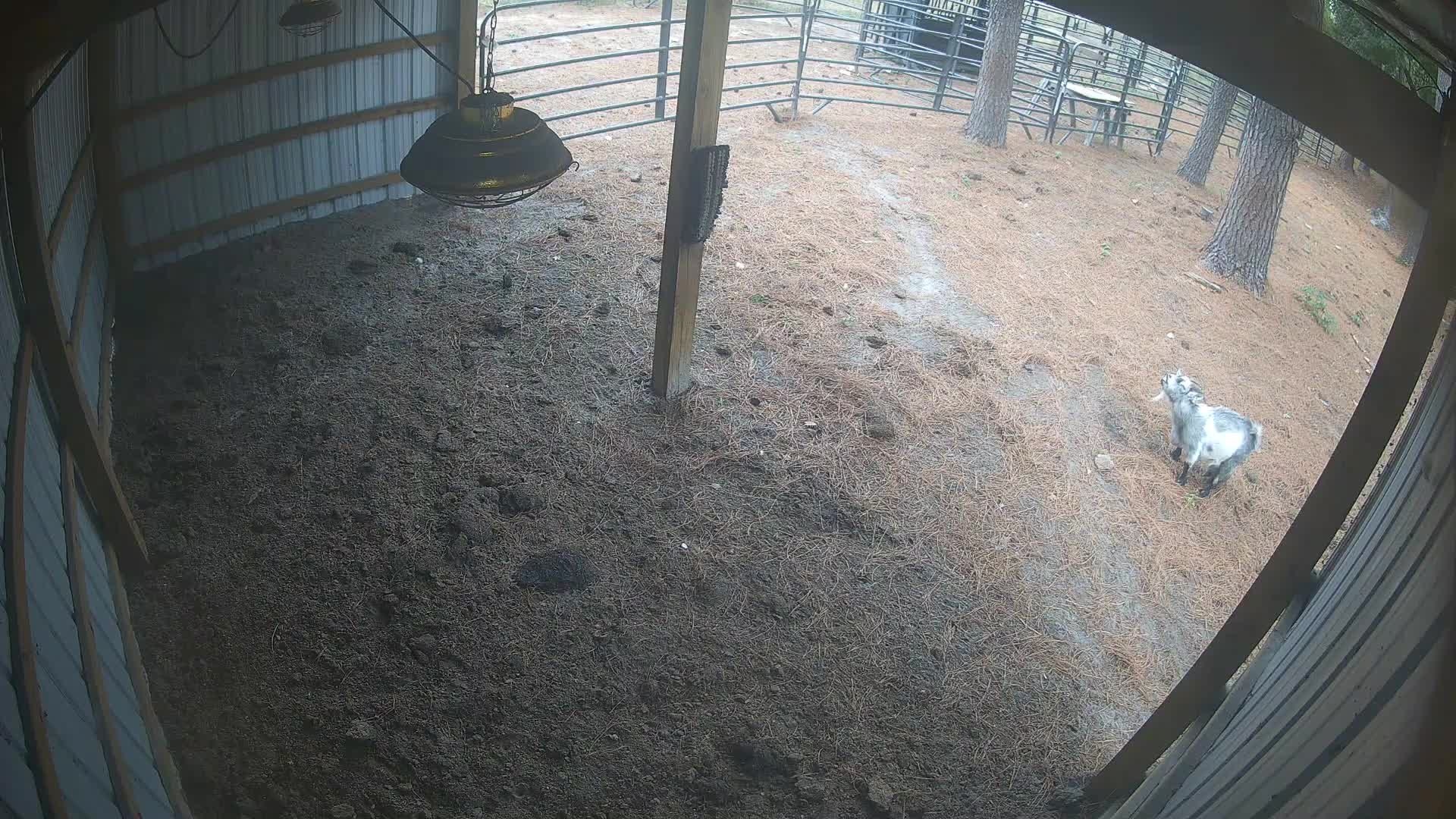 Goat alone in the barn