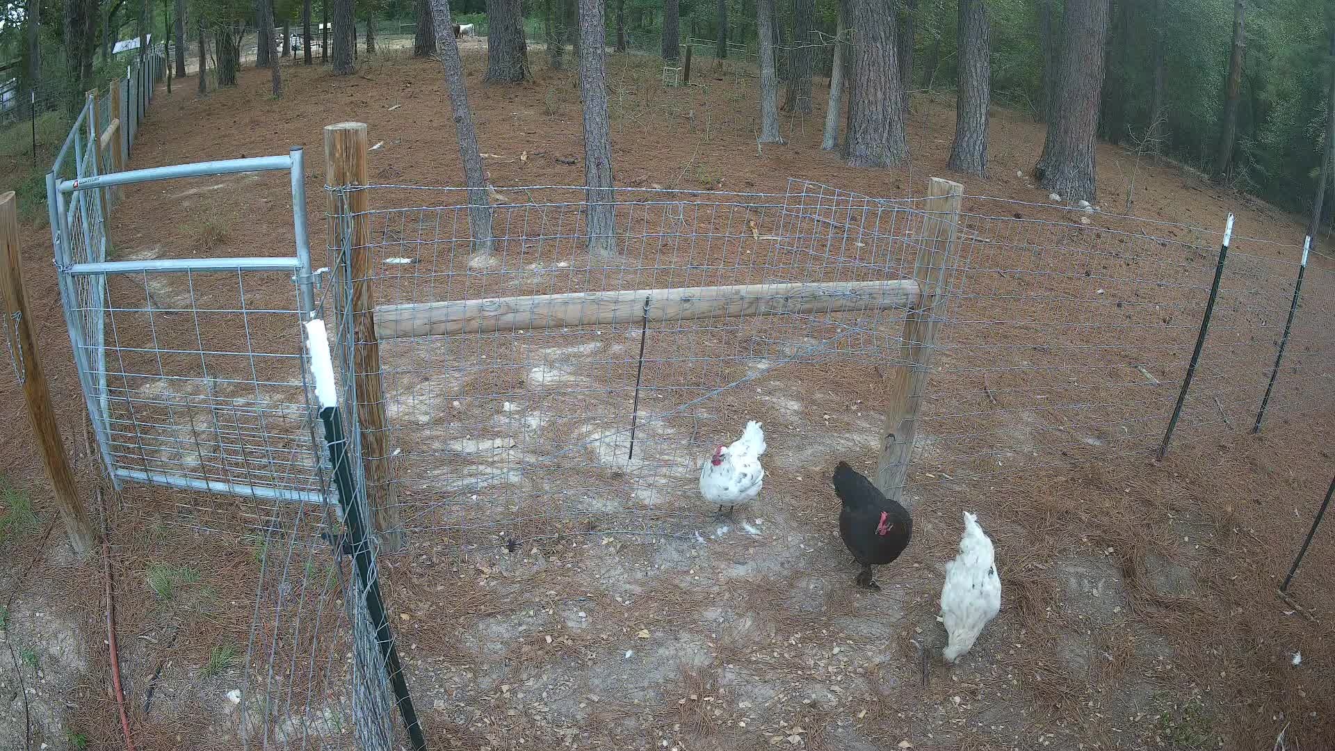 Three chickens in the run