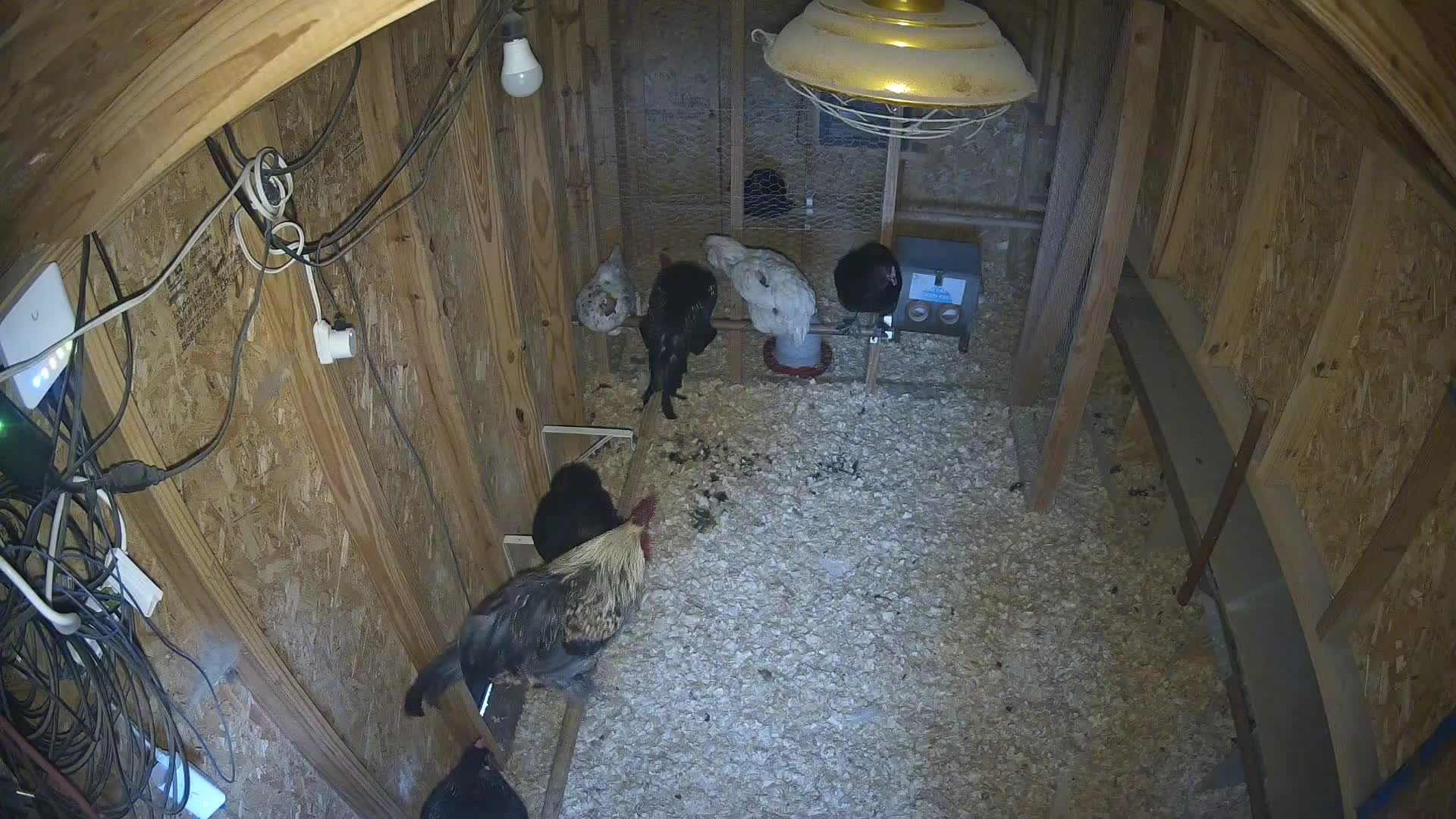 Seven chickens in morning coop