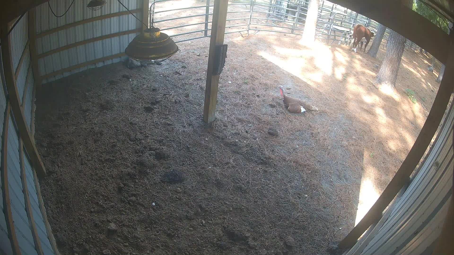 Turkey sitting in the barn