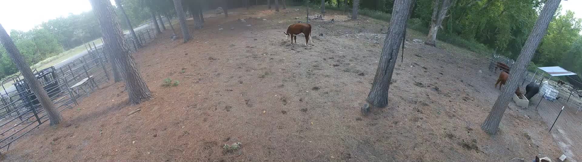 One cow in empty field