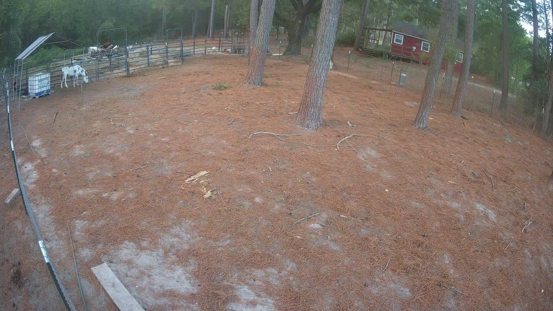 White goat in pine pasture