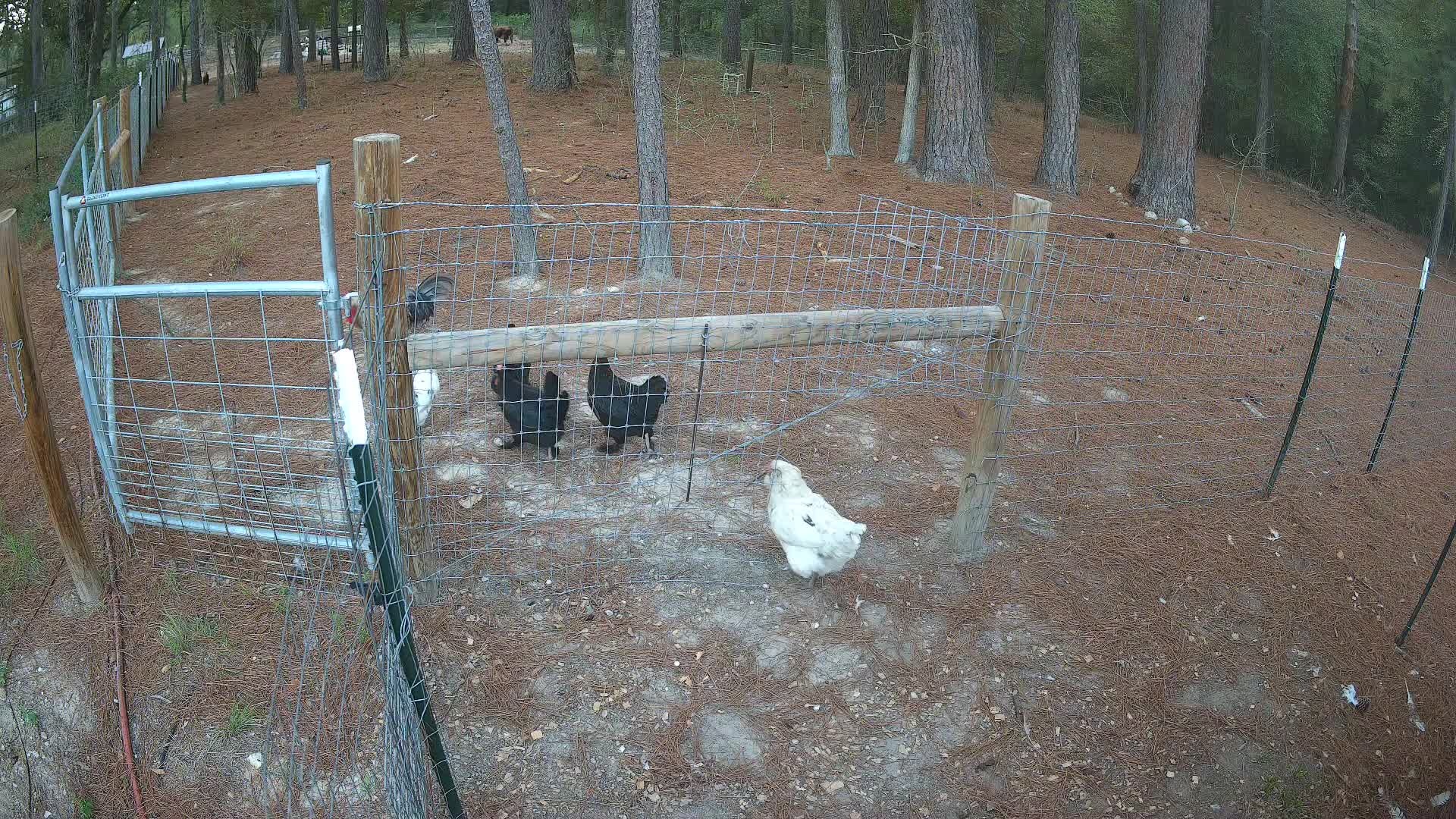 Four chickens by the fence