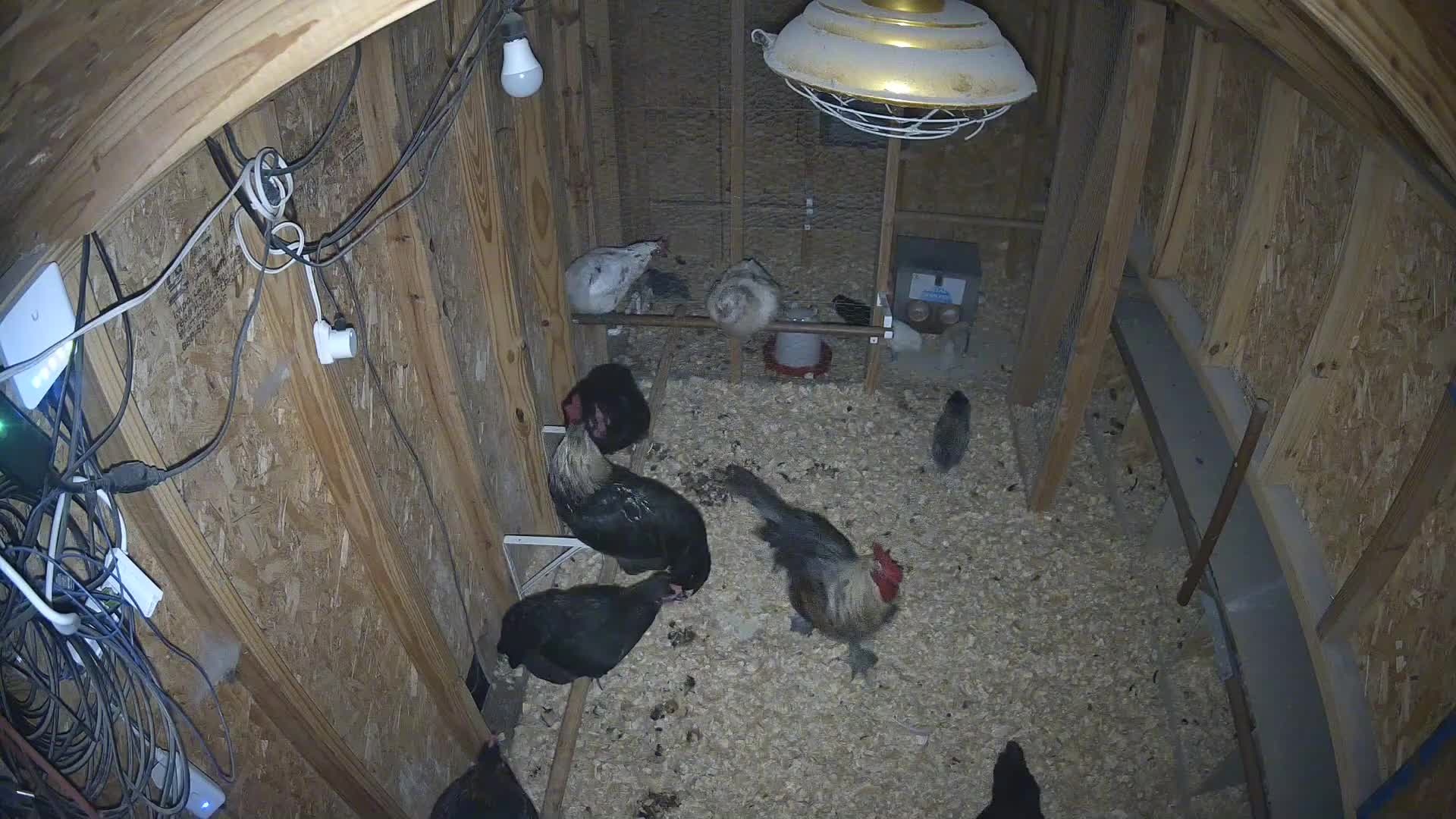 Chickens inside the coop