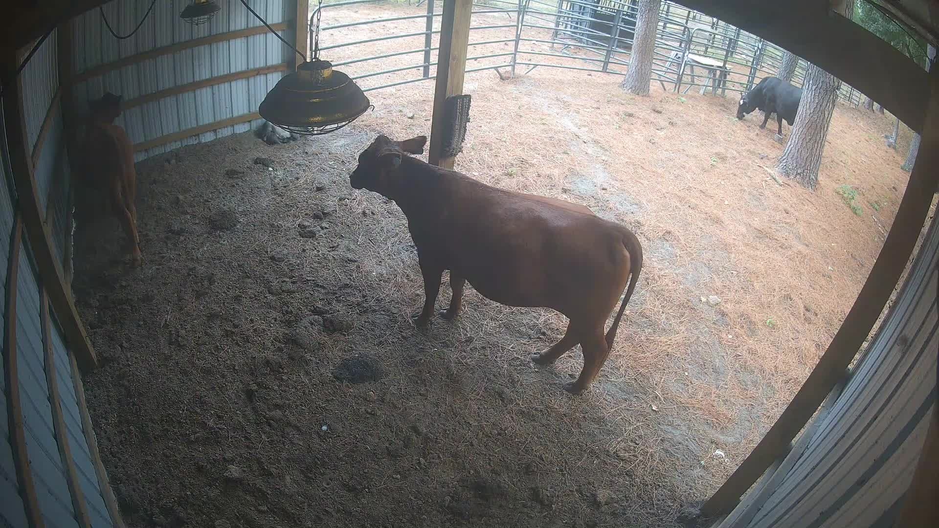 Cow in the center barn