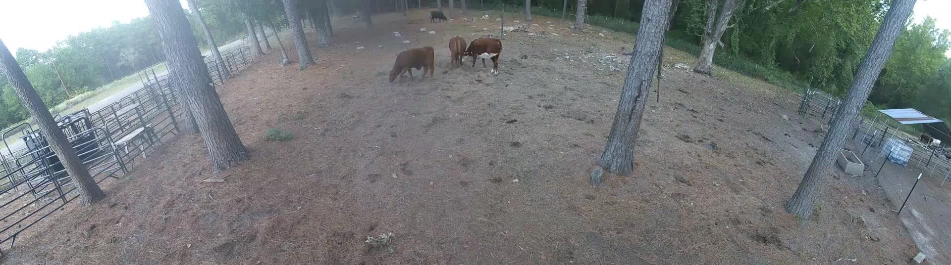 Cows grazing near the trees