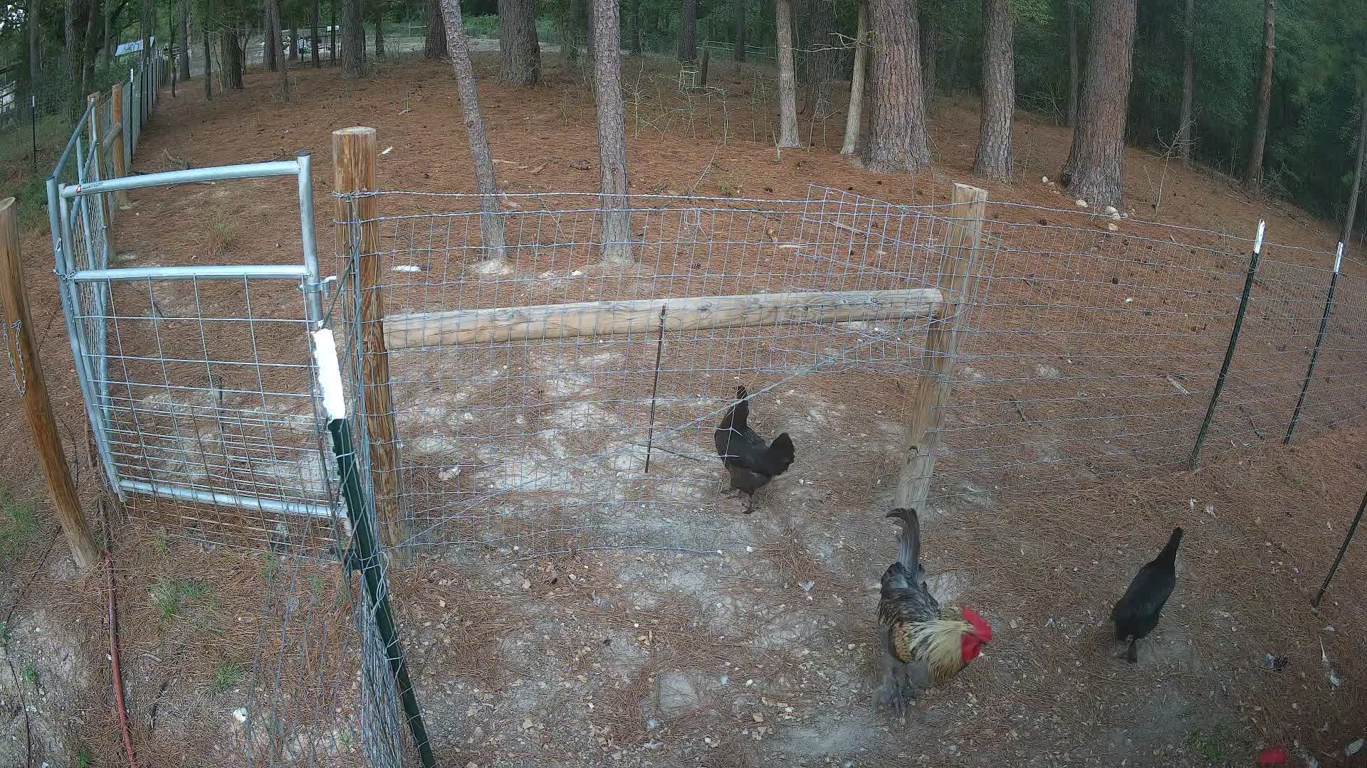 Chickens at the wire fence