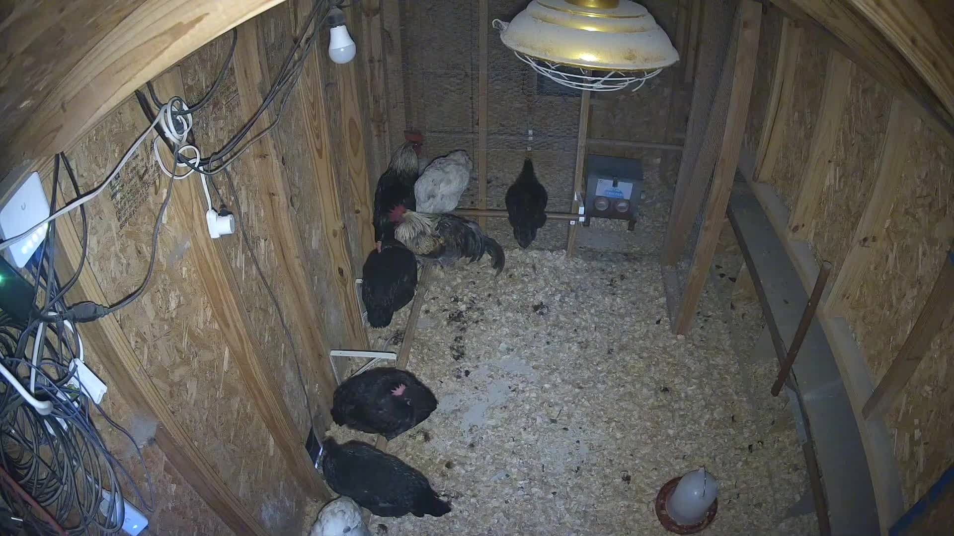 Chickens inside the coop