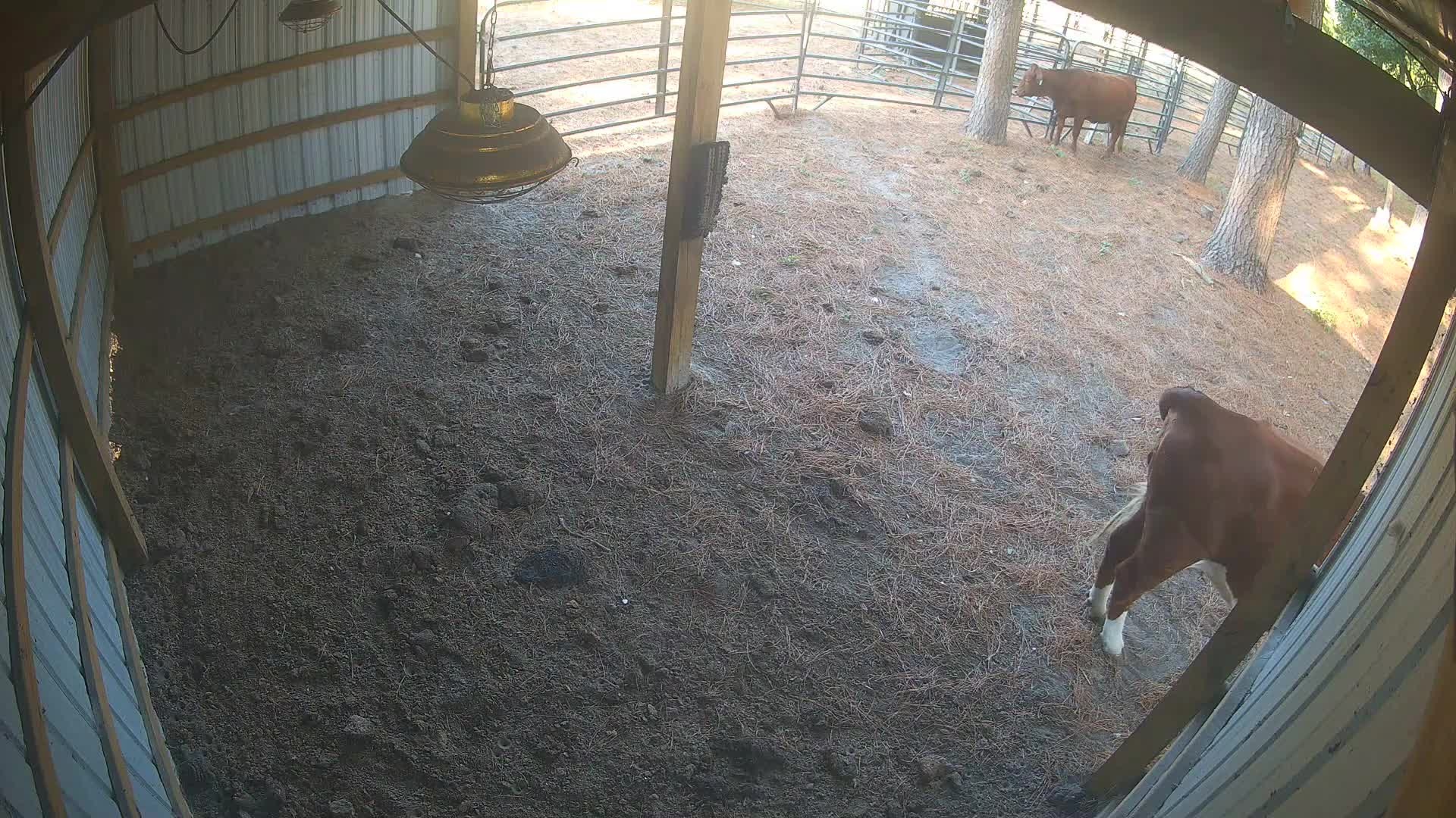 Cow at the barn entrance