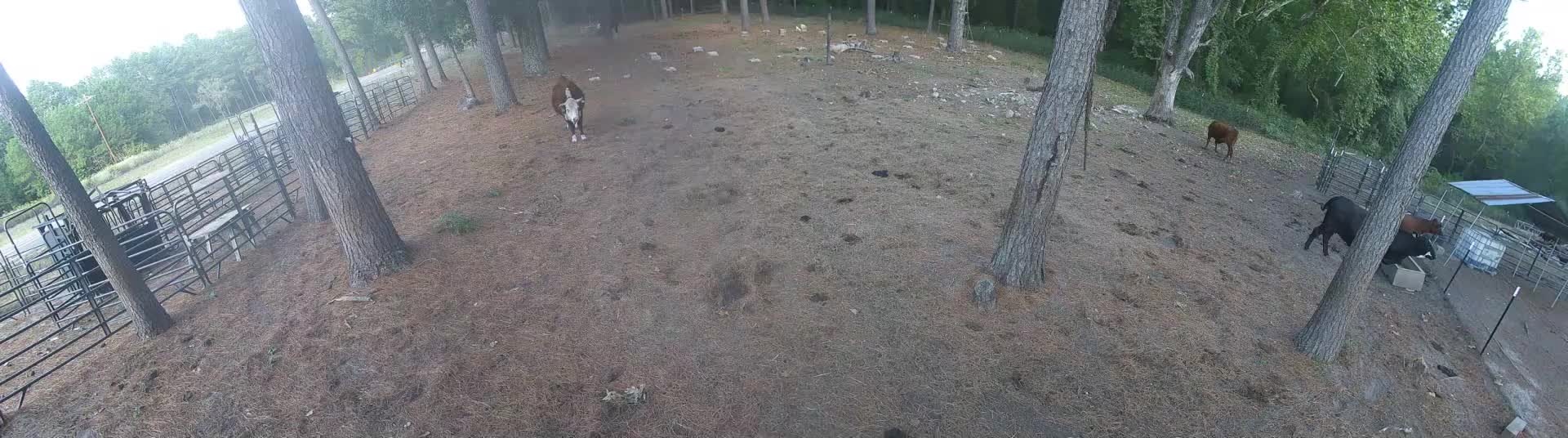 Cows standing in the pasture
