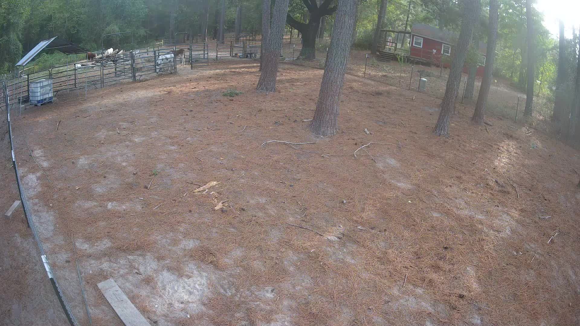 Goats near the fenced shelter