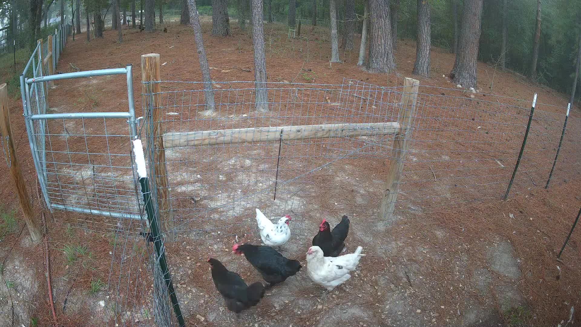 Hens by the outdoor fence