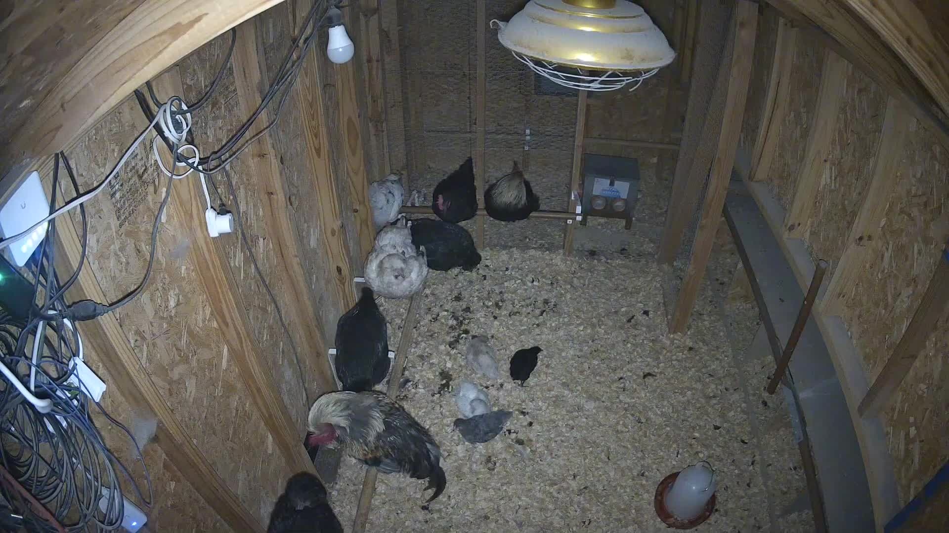 Flock of chickens in the coop