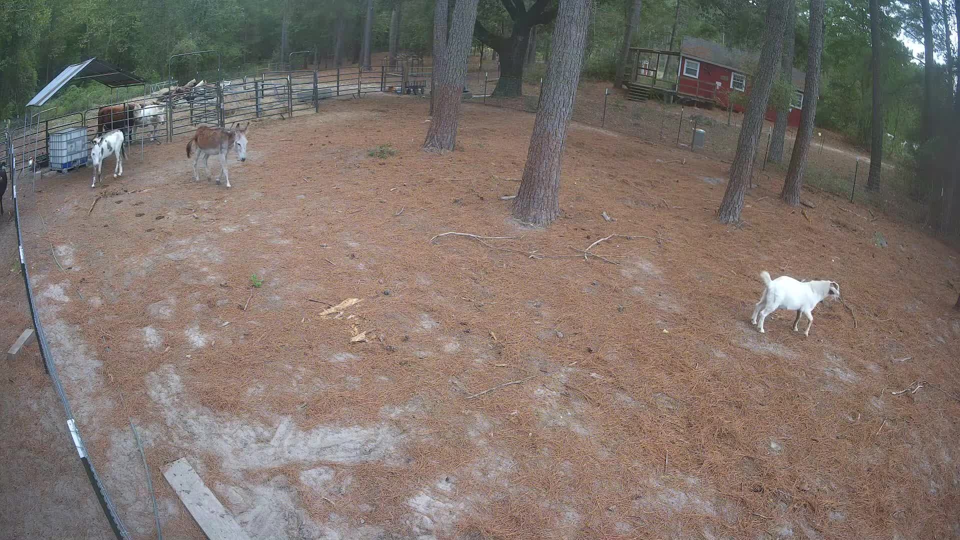 Goat and donkey in open lot