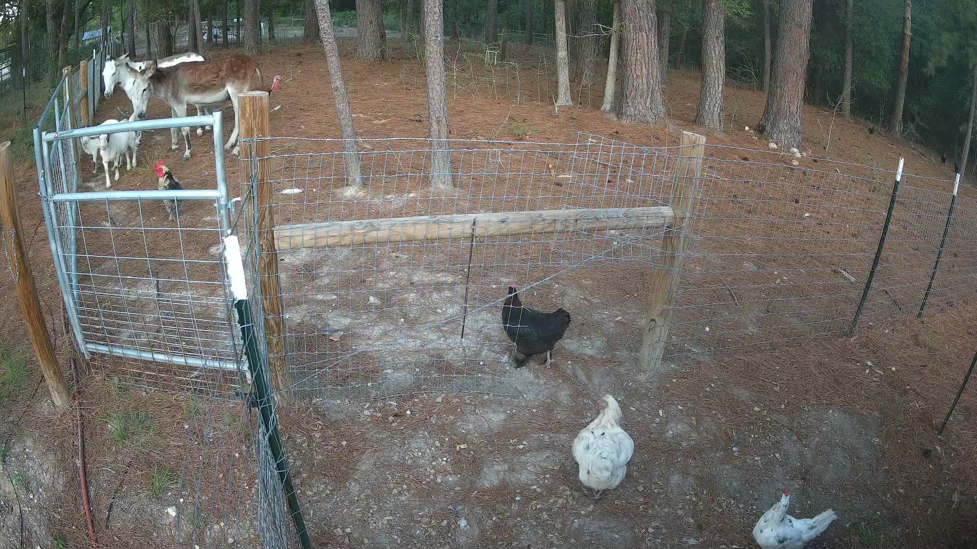 Donkeys goats and chickens by fence