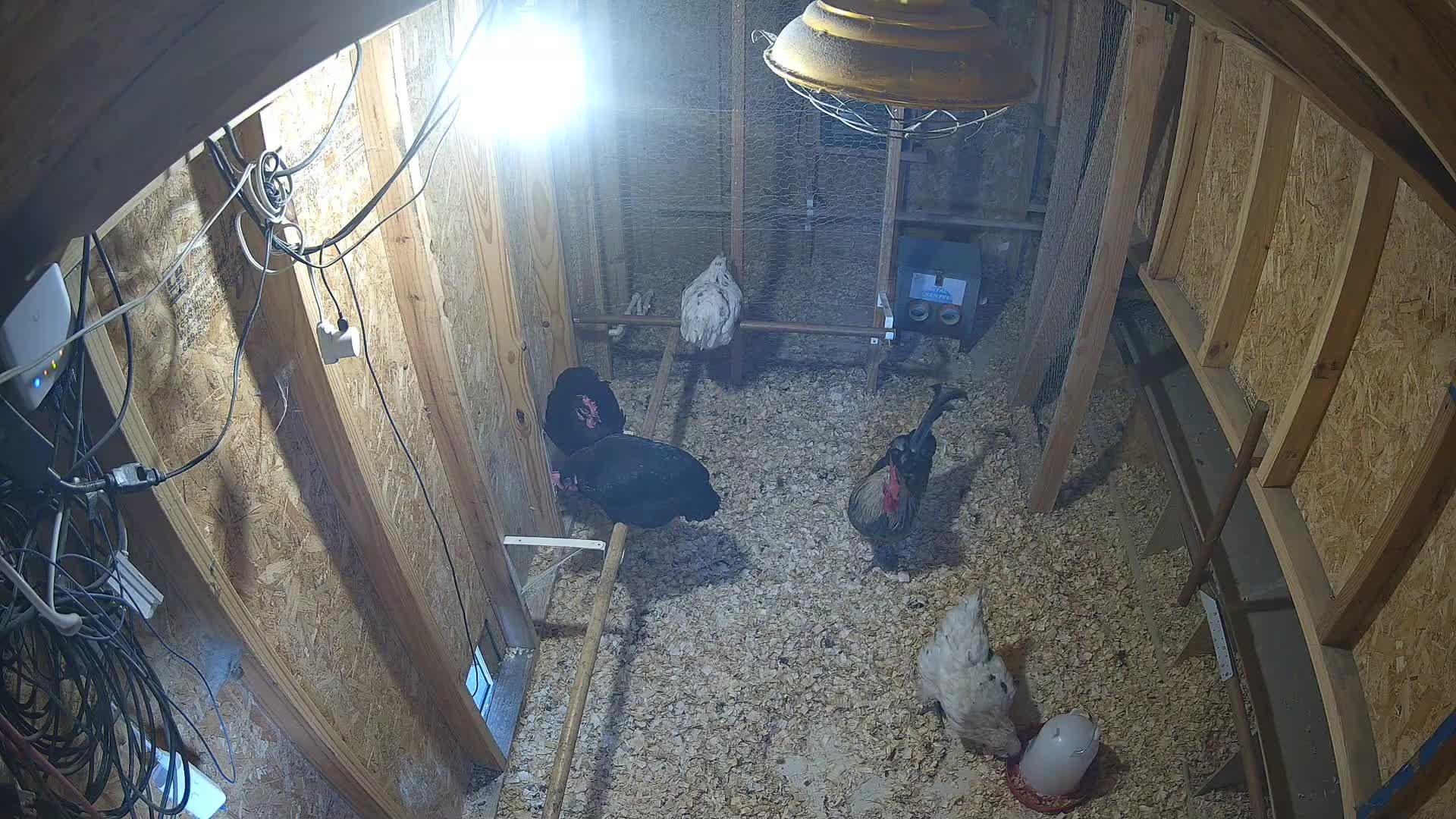 Five chickens in chicken coop