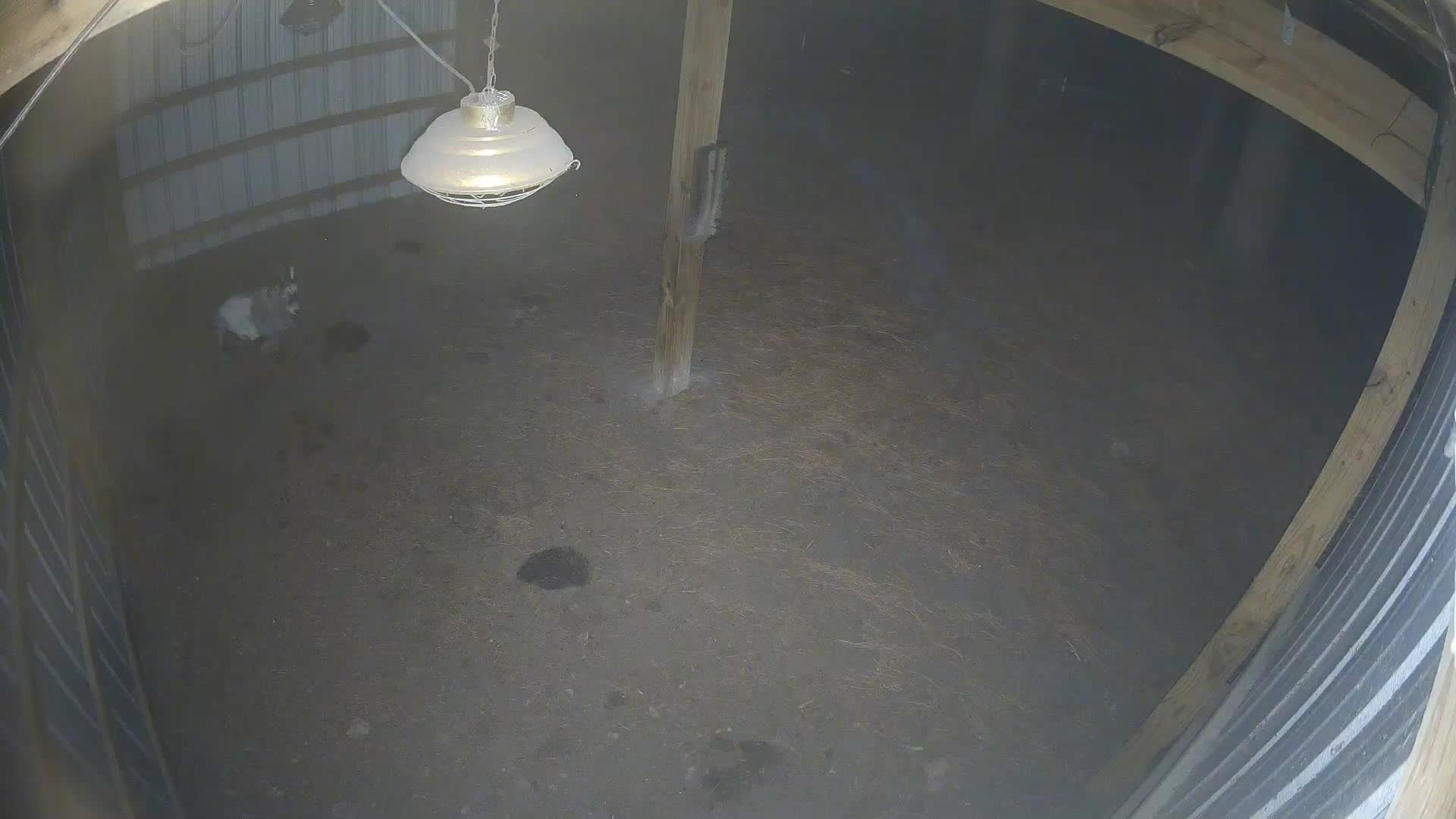 Single goat in dark barn