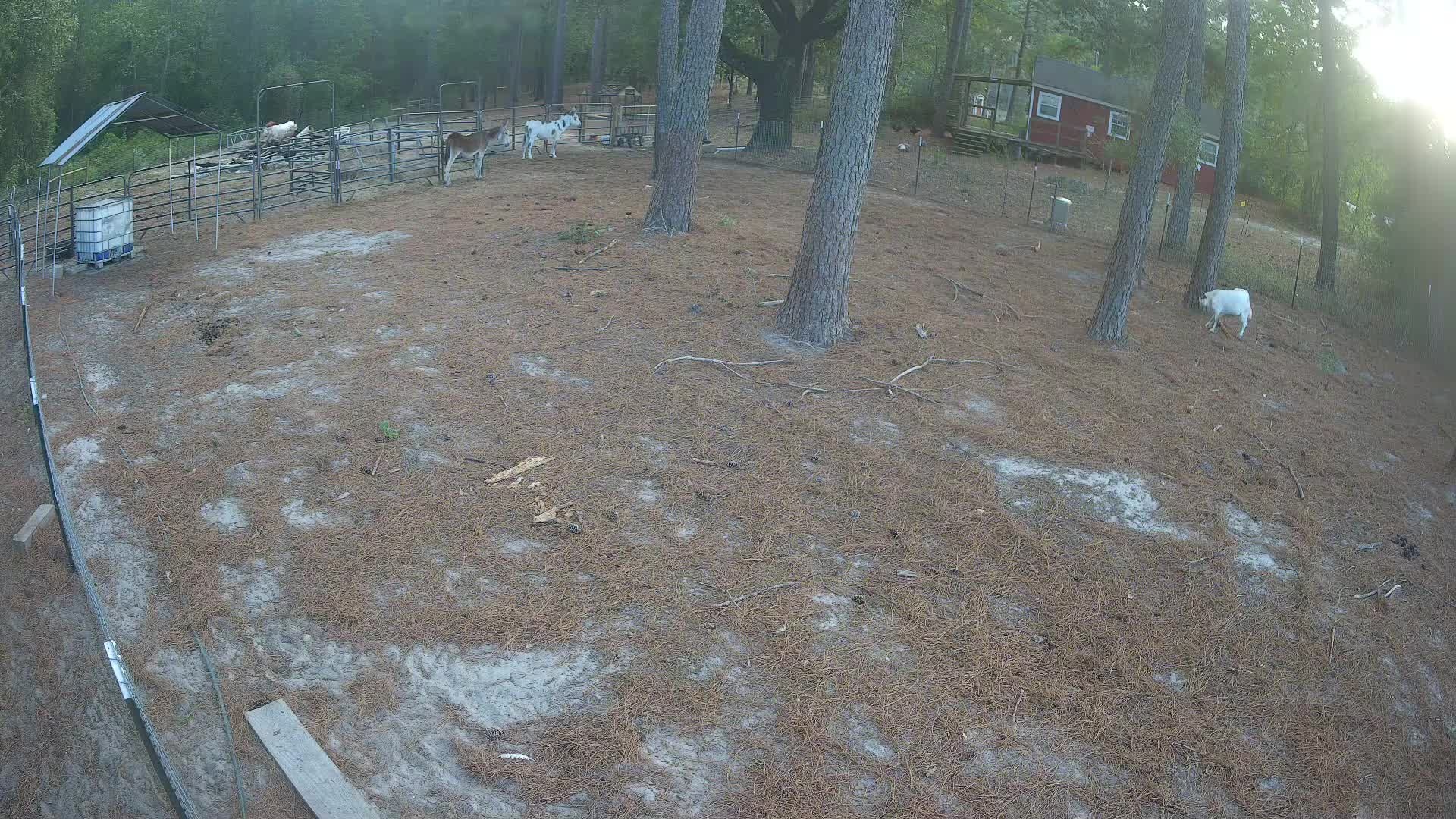 Donkeys and goat at 6:02