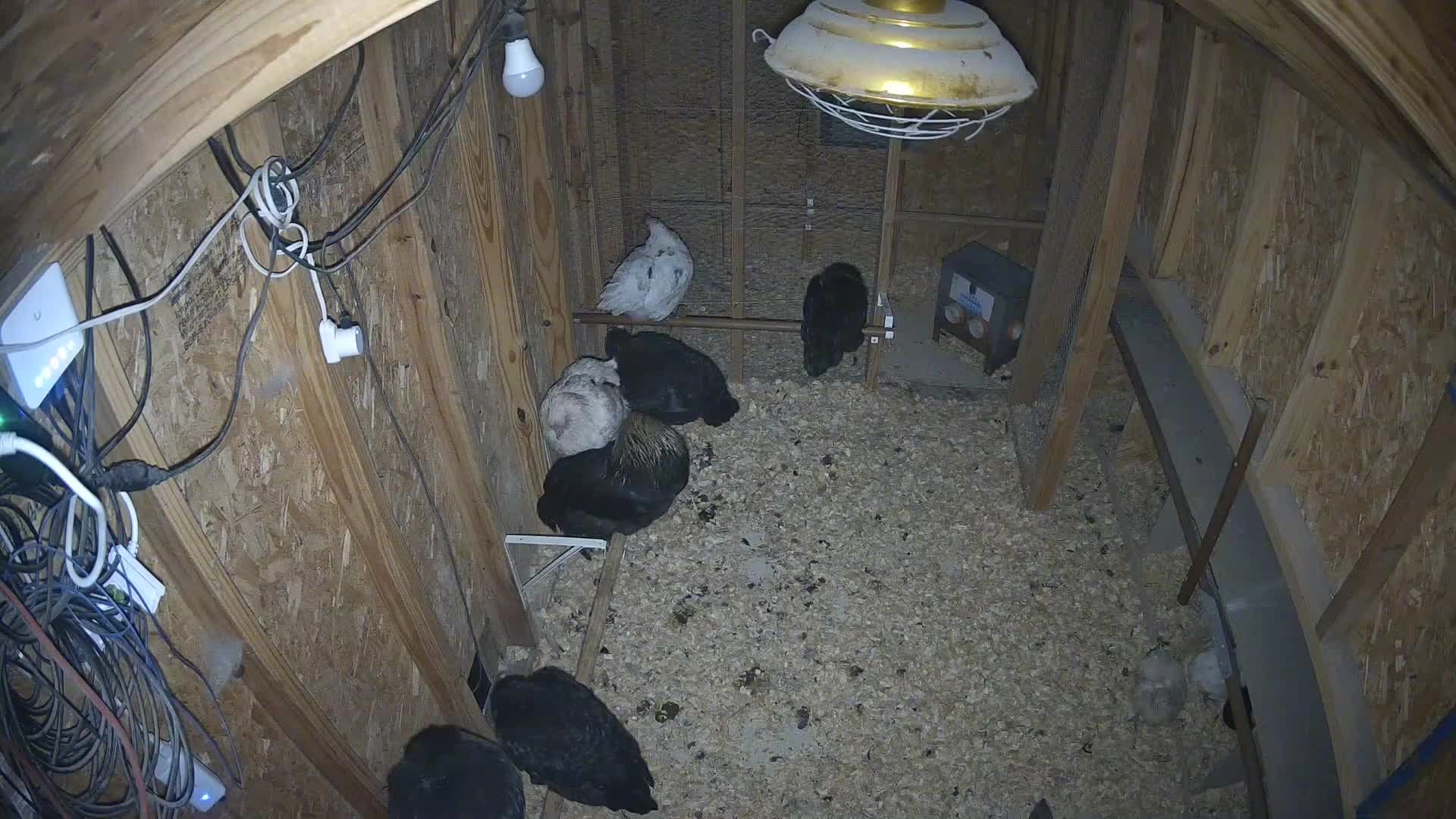 Hens on roosts and shavings
