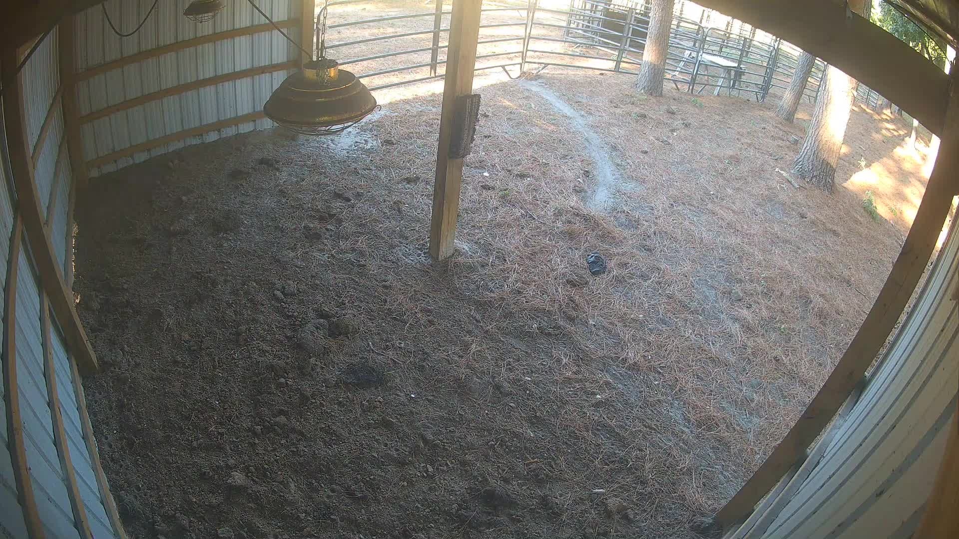 Dirt floor under barn lamp