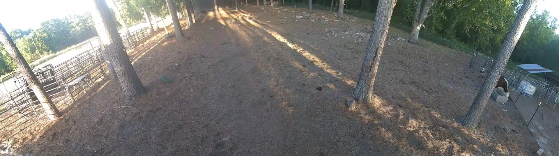 Pine straw and empty gates
