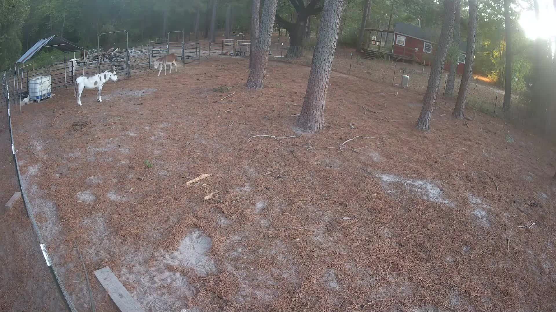 Two donkeys near the goat