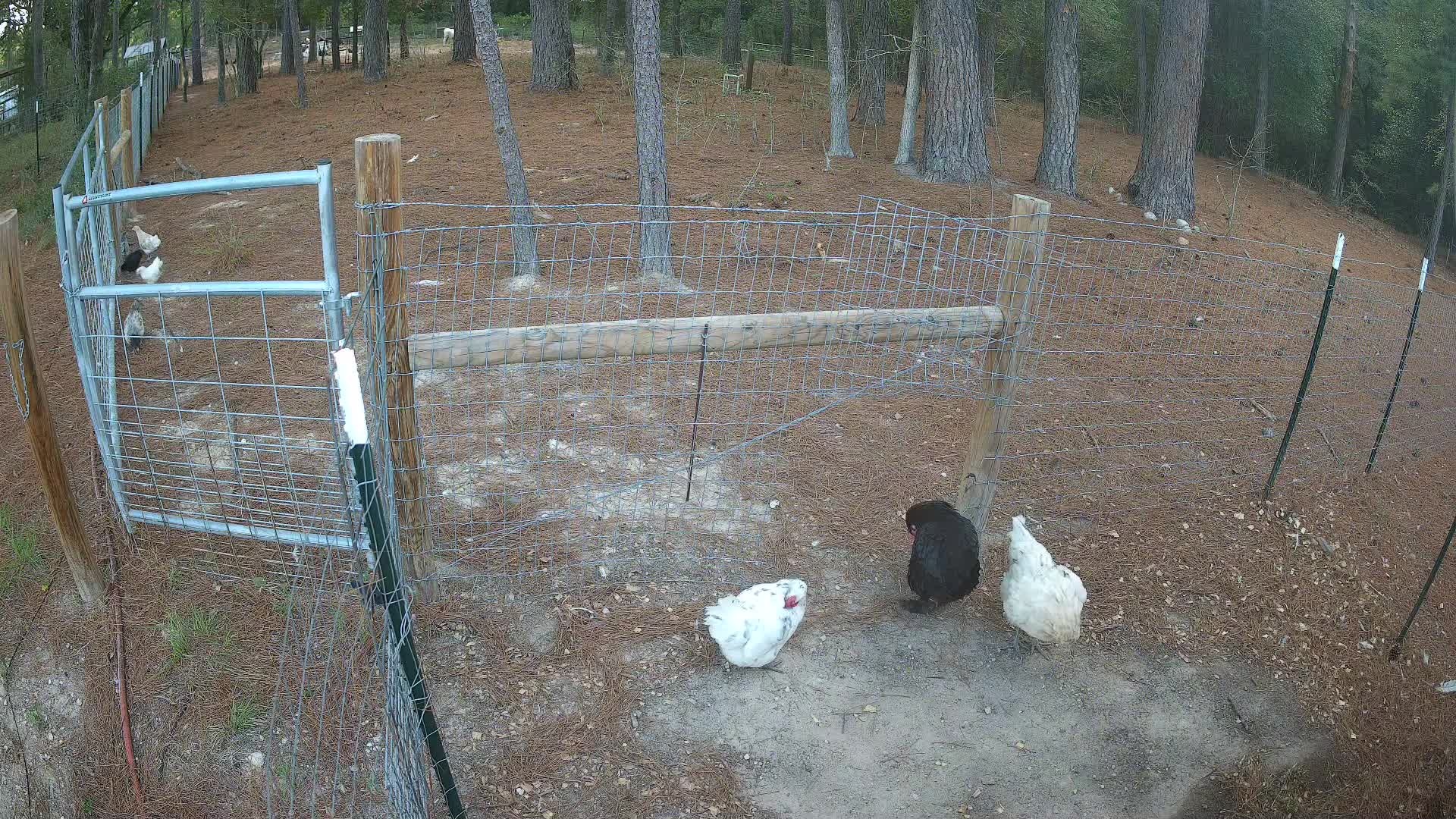 Chickens by the pasture fence