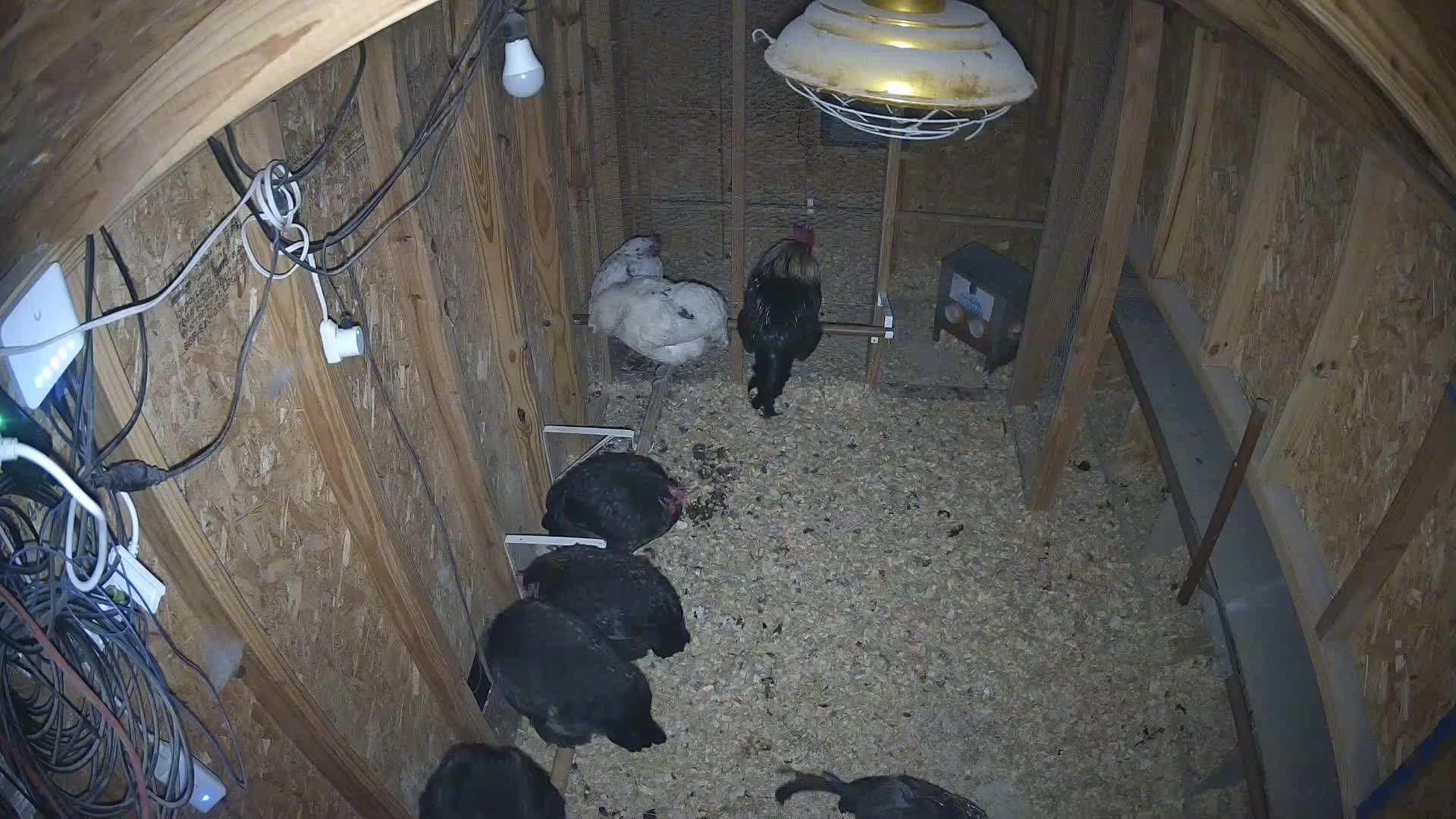 Chickens clustered in the coop