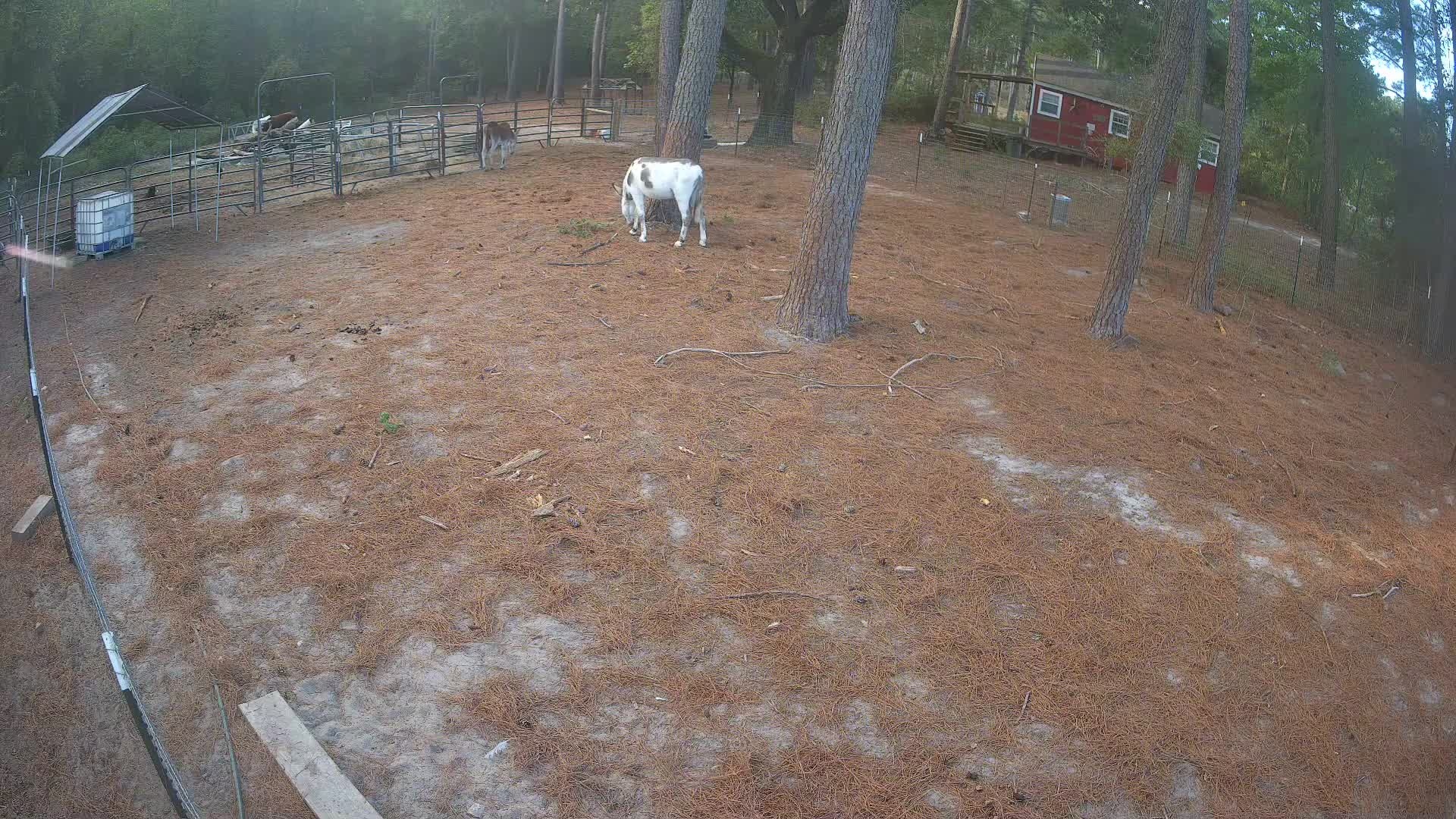 Donkey pair in the open lot