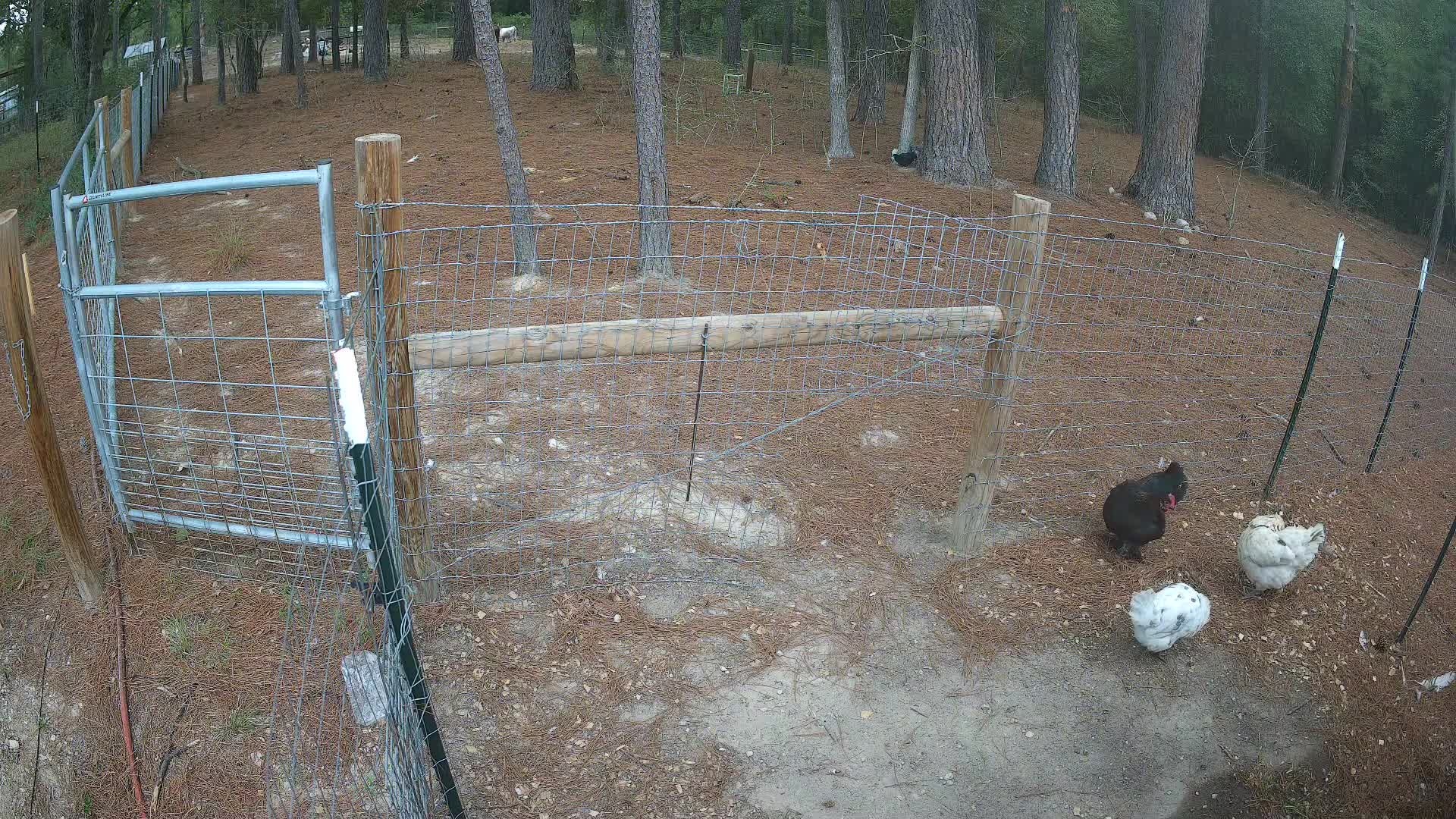 Chickens standing by pasture fence