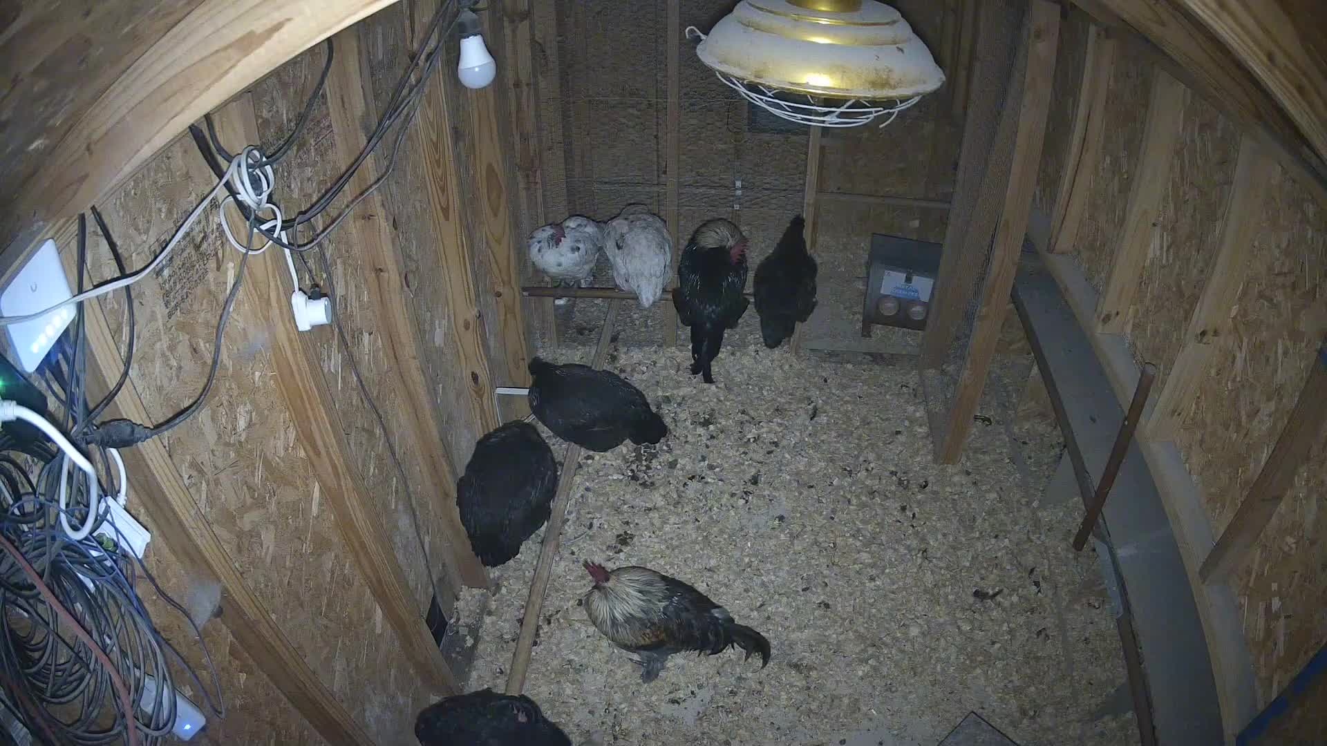 Chickens roosting and on shavings