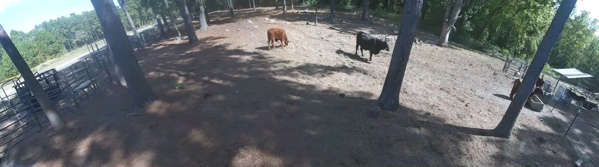 Sugar's bunch out in pasture