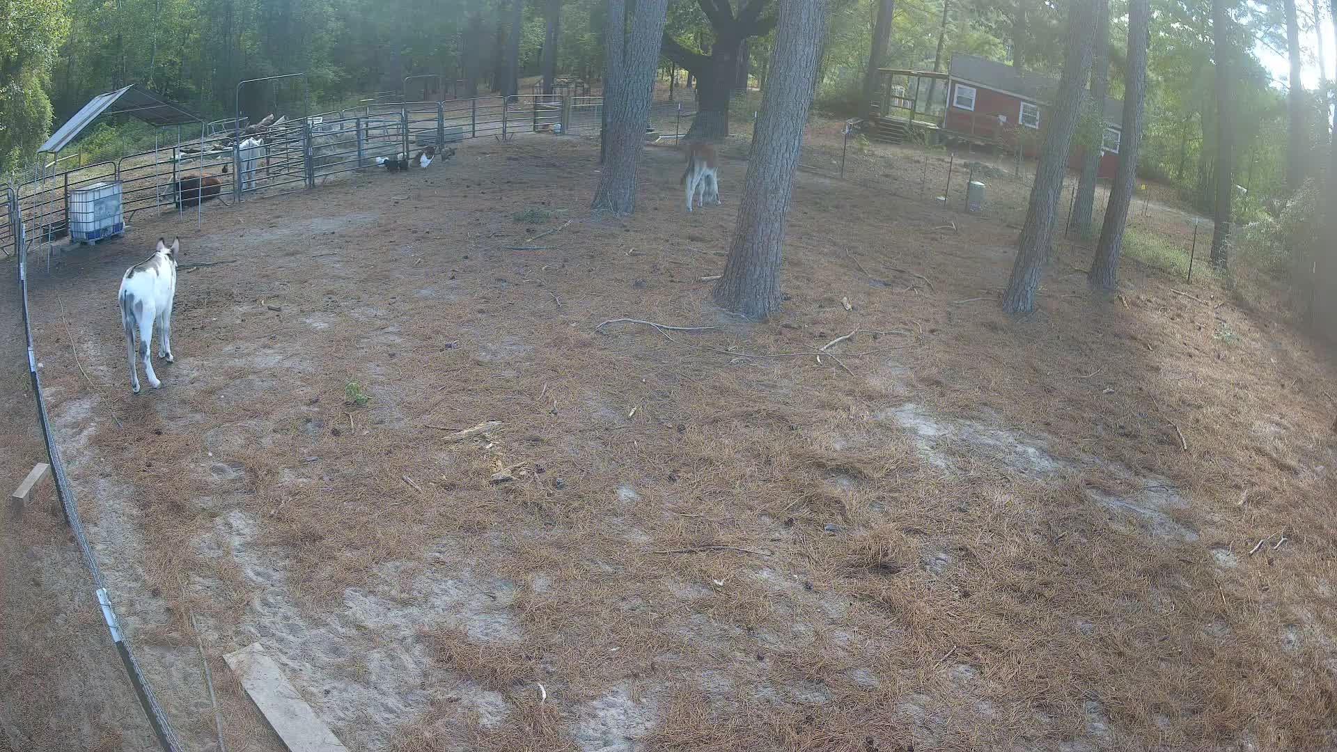Donkey facing the goat pens