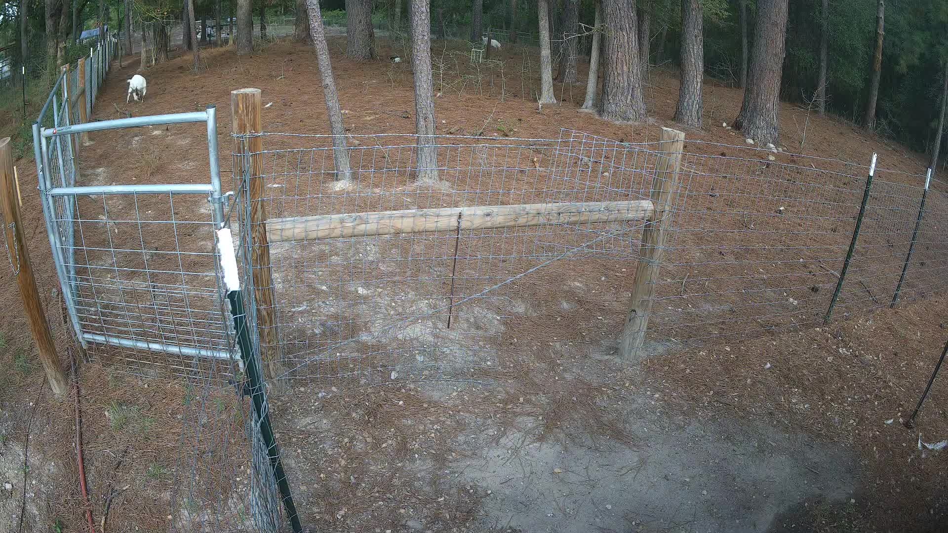 Two white goats by the fence