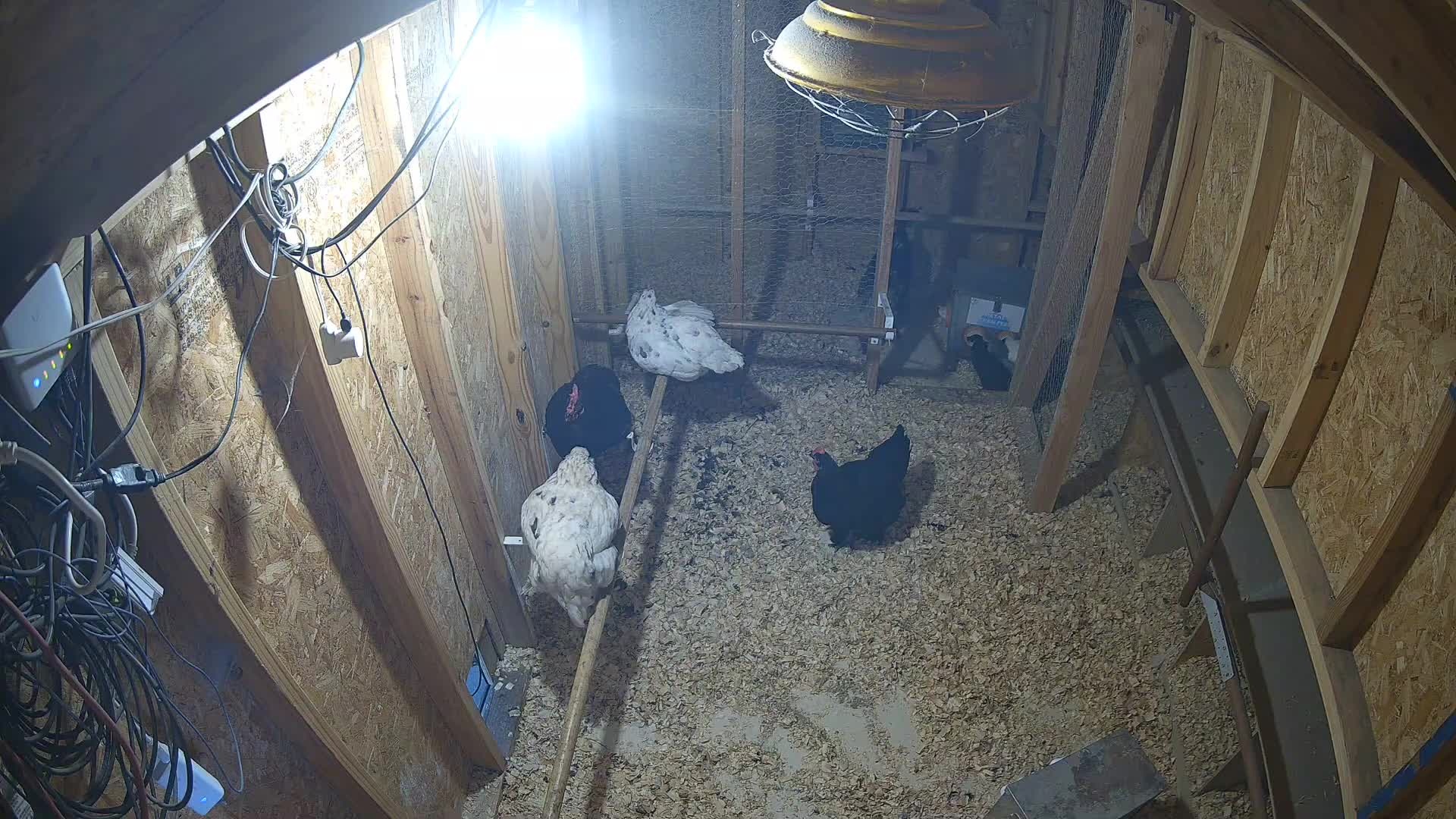 Four chickens in lit coop
