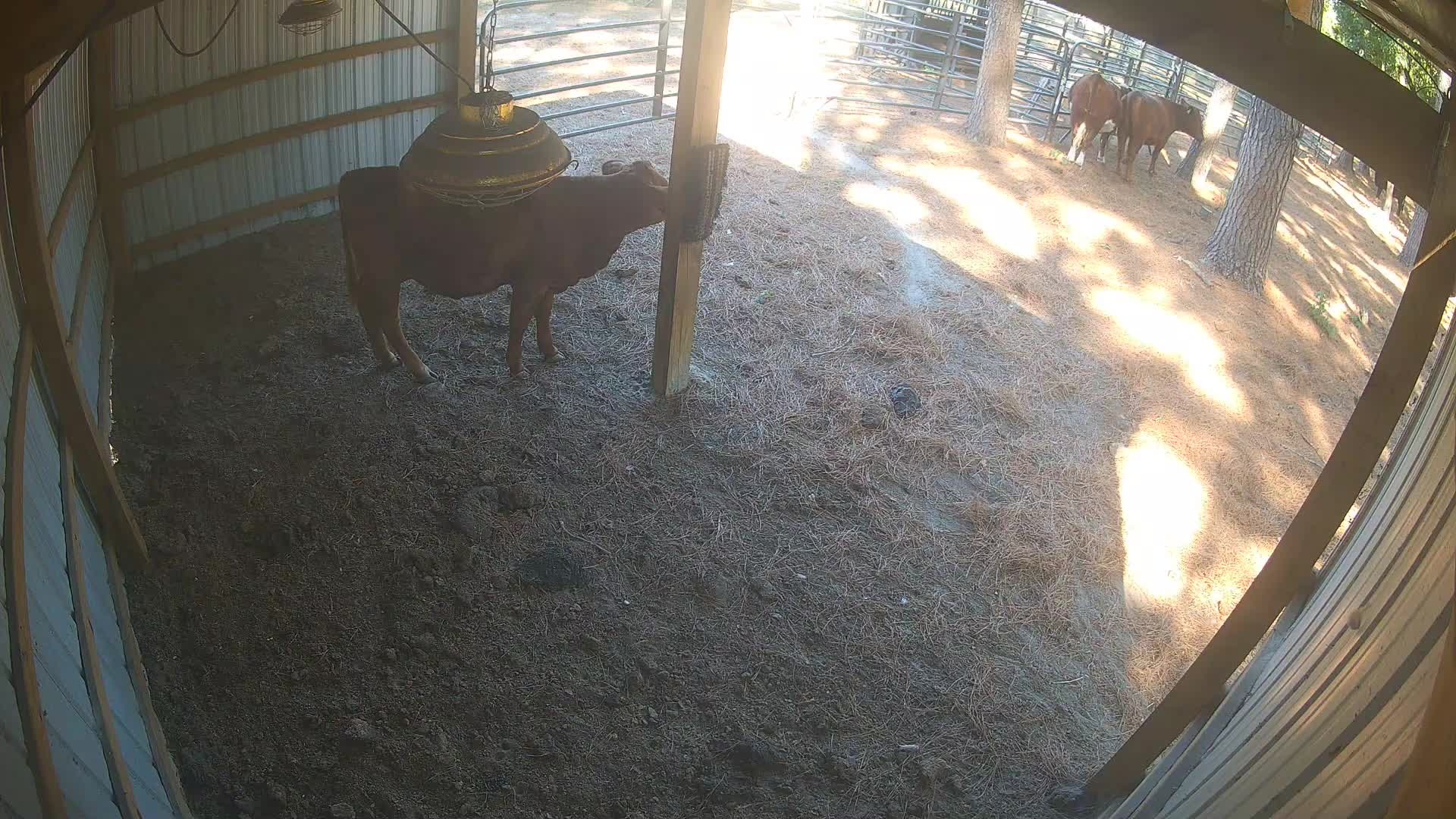 Brown cow under barn lamp