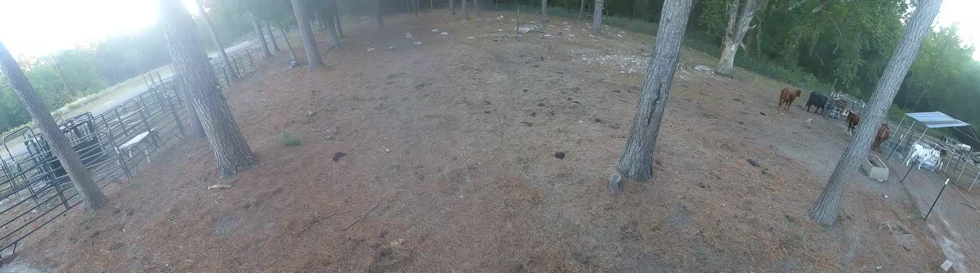 Cattle grouped by far pens